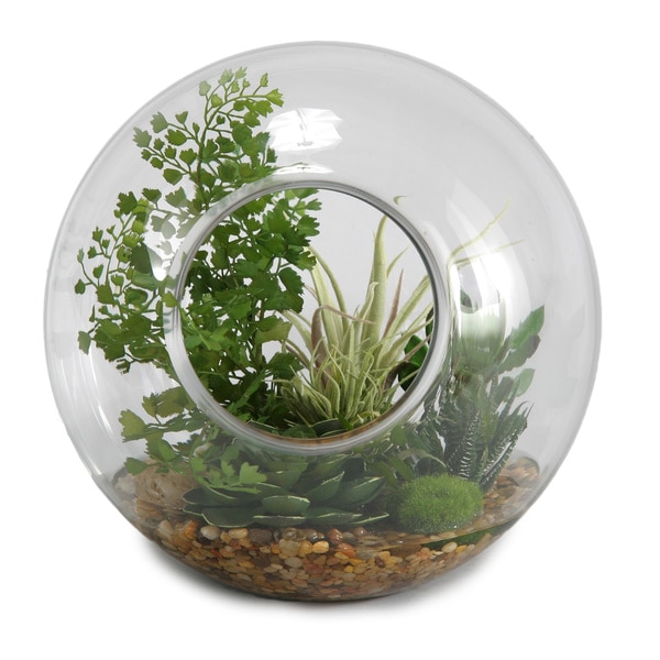Glass Sphere with Flat Iron Fern/ Easter Grass and Tilandsia